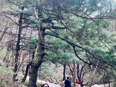 -王顺山国家森林公园