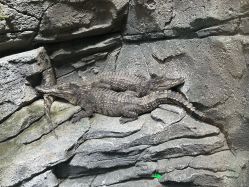 -Zoolung Zoolung动物主题公园(海信广场店)