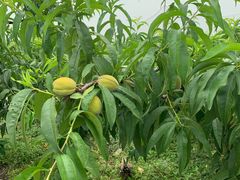 -樂桃源奉贤黄桃种植采摘基地
