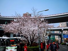 -上海南浦大桥长途旅游客运站