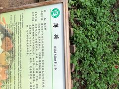 -上海都市菜园