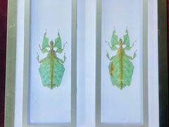 -上海昆虫博物馆