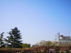 -嘉定紫藤园