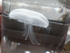 -泉城欧乐堡海洋极地世界