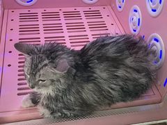 -乐琪宠物医院·犬猫专科·骨外科·急重症