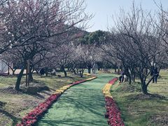 -香雪海