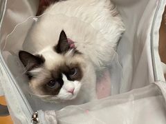 -宠爱国际动物医院· 猫科· 外科·中兽医(长白店)