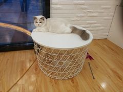 -momokira米努特·德文卷毛猫·棉花面纱犬