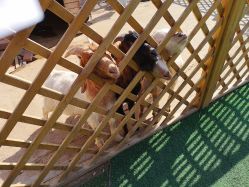 -萌宠亲子动物乐园(槐房万达店)