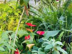 -国家植物园南园