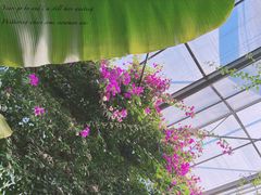 -呀路古热带植物园