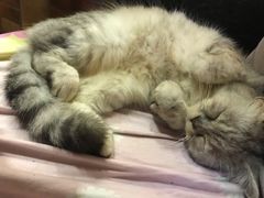 -more than meow吴止猫主题餐厅(承德 中船汇店)