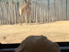 -上海野生动物园老虎餐厅