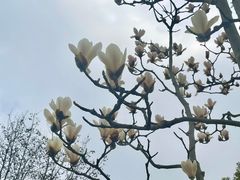 -顾村公园