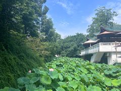 -桂湖森林公园