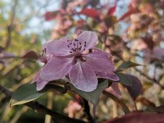 -长白岛森林公园