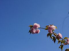 -石家庄市植物园