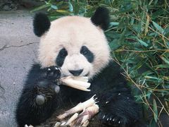 -都江堰中华大熊猫苑