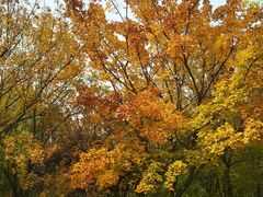 -大兴滨河森林公园