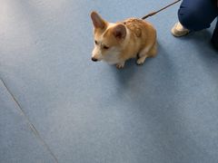 -博特宠物医院24h犬猫全科.骨科·异宠