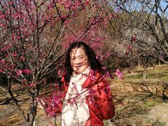 -香雪海