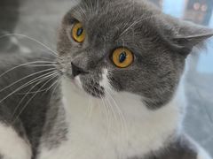 -东莞宠友24H宠物中心医院·转诊夜诊·异宠(新河北路院)