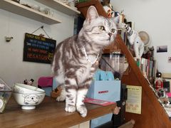 -海边的猫和咖啡馆