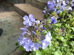 -寂照庵