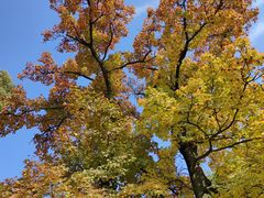 -兴福老面馆(寺路街店)