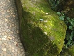 -绿光森林餐厅