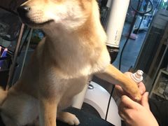 -Goku PET SHOP宠物视觉生活馆(双井店)