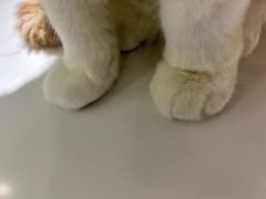 -安格丽娜·狗咖·猫咖羊驼咖(春熙路百盛商场店)