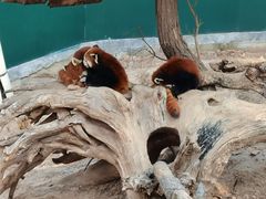 -大连森林动物园