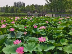 -大望京公园