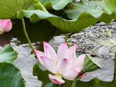 -深圳龙潭公园