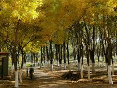 -大兴滨河森林公园