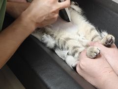 -瑞鹏宠物医院·骨科·猫科·内科(第一中心)