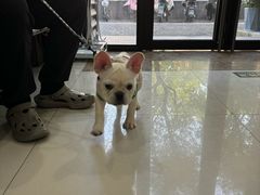 -思琪宠物医院(昆山花桥店)