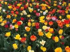 -洛阳郁金香牡丹园