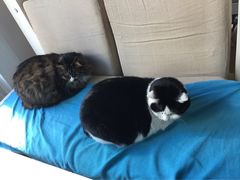Anne猫窝咖啡屋-Anne猫窝咖啡屋