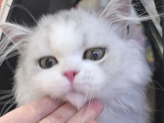 -小猫来了·猫舍(红山六九七九店)