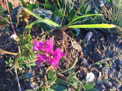 -思念果岭悦温泉