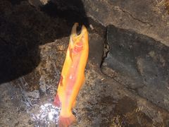 三文彩虹鳟鱼庄-三文彩虹鳟鱼庄