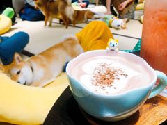 -逗柴咖啡屋·狗咖猫咖宠物桌游