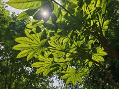 -都江堰玫瑰花溪谷