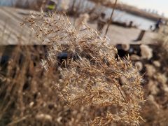 -天津东丽湖风景区