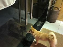 -柴务处·柴犬主题狗咖