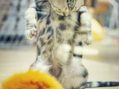 -momokira米努特·德文卷毛猫·棉花面纱犬