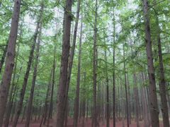 -日照海滨国家森林公园