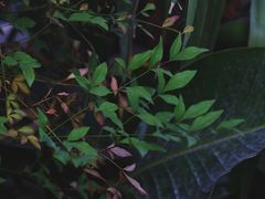 -知亘茶食